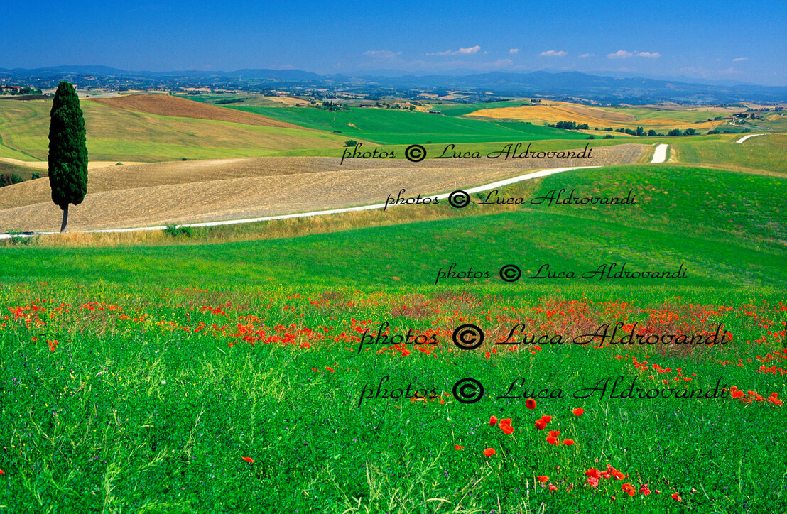 Colline toscane illuminate dalla luce dell’alba